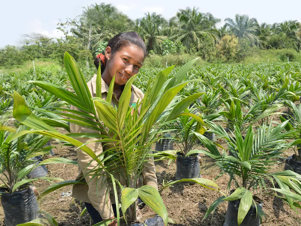 Palmölplantage