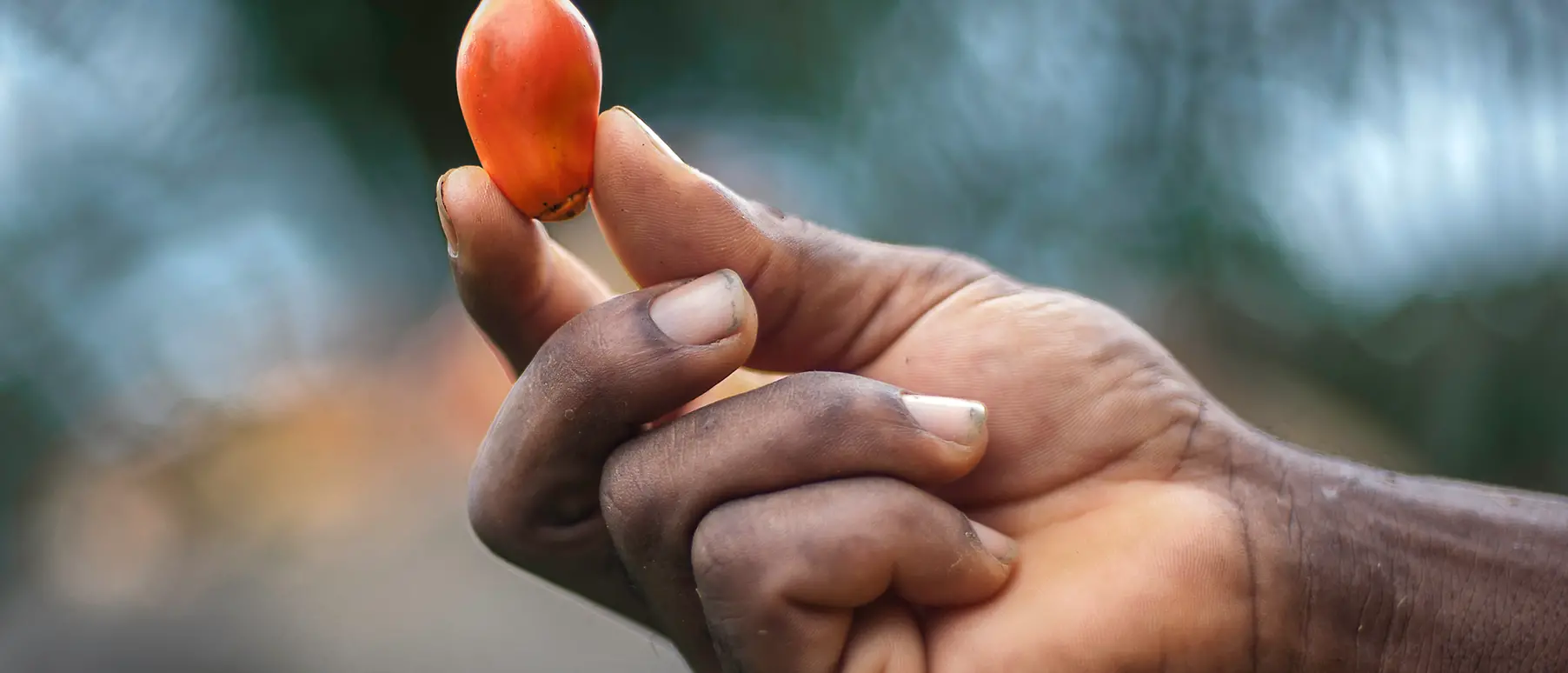 Eine Hand hält eine Frucht der Ölpalme.