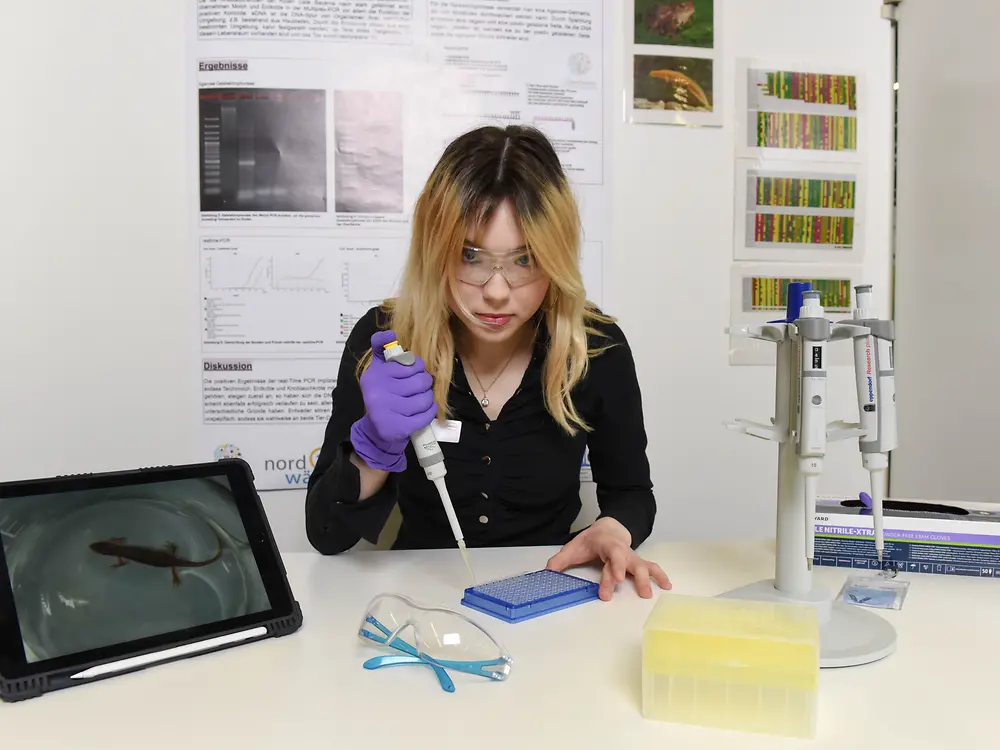 
Entwicklung einer Teichmolch Sonde für eine Multiplex realtime PCR, Helena Bedenk vom Heisenberg-Gymnasium in Dortmund