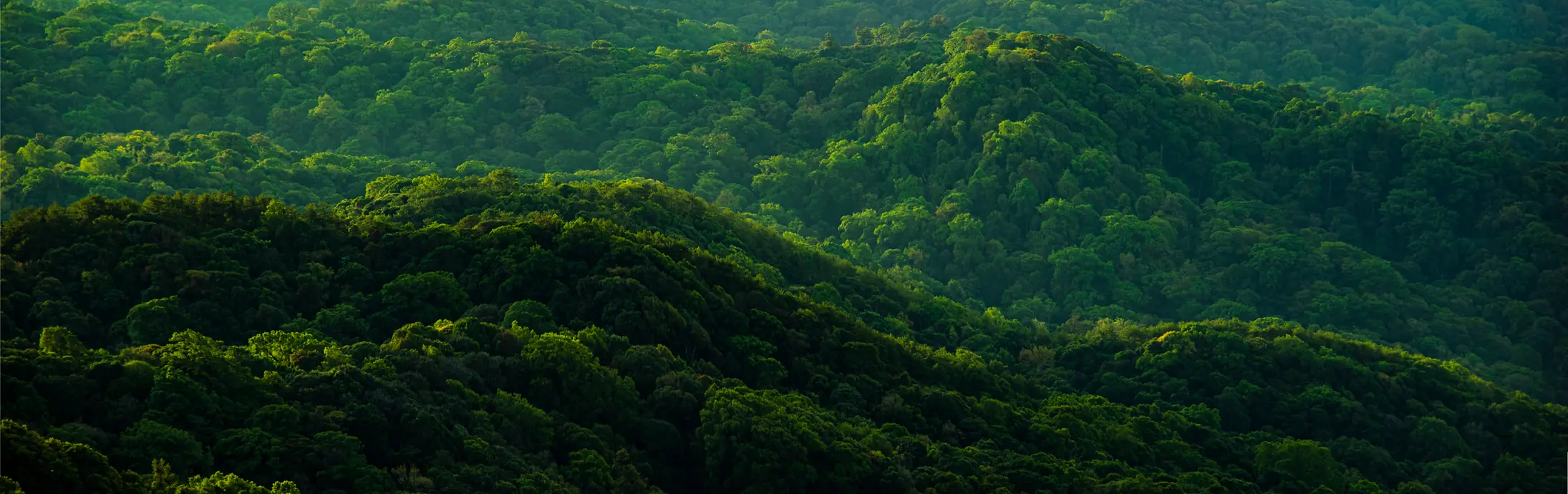 Ein Blick von oben auf einen grünen Wald