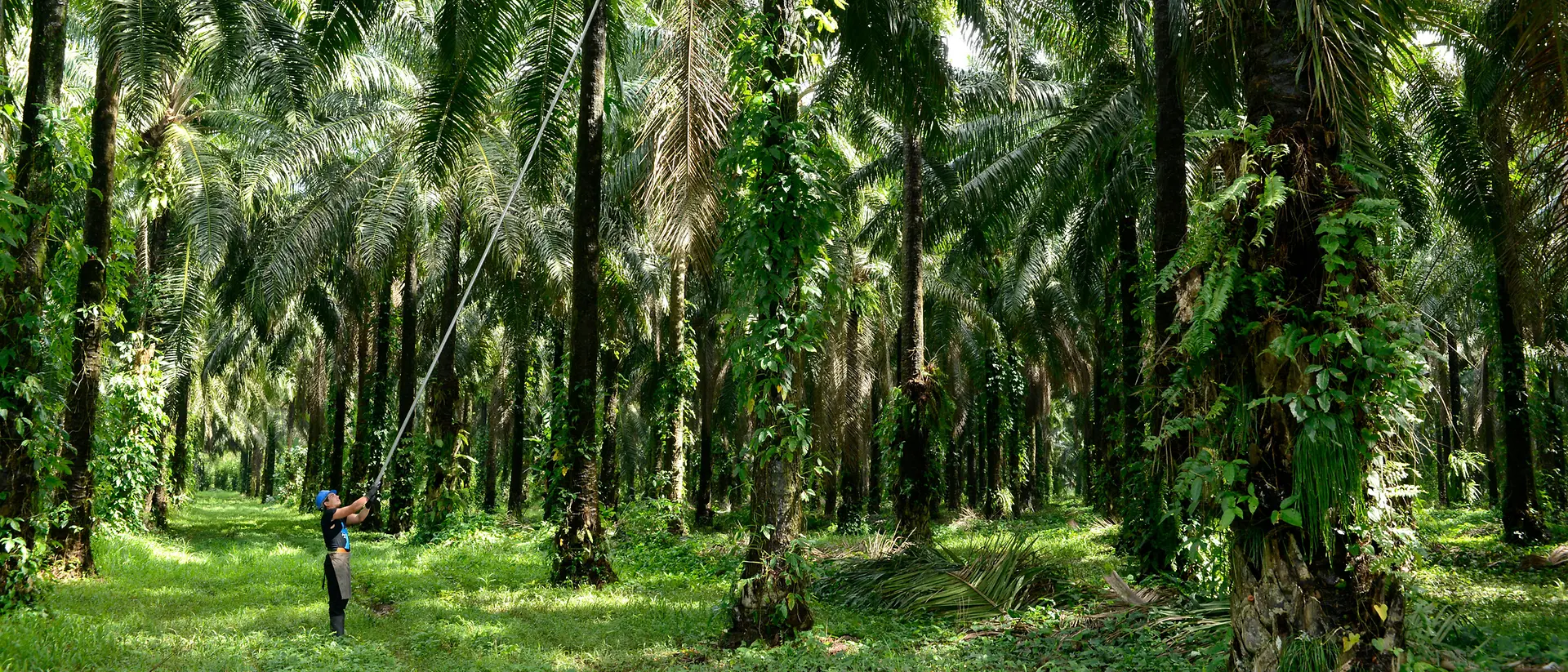 Mann erntet Palmfrüchte im Palmenwald